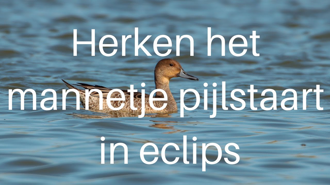 Herken het mannetje pijlstaart in eclipskleed / Male Pintail in eclips #451