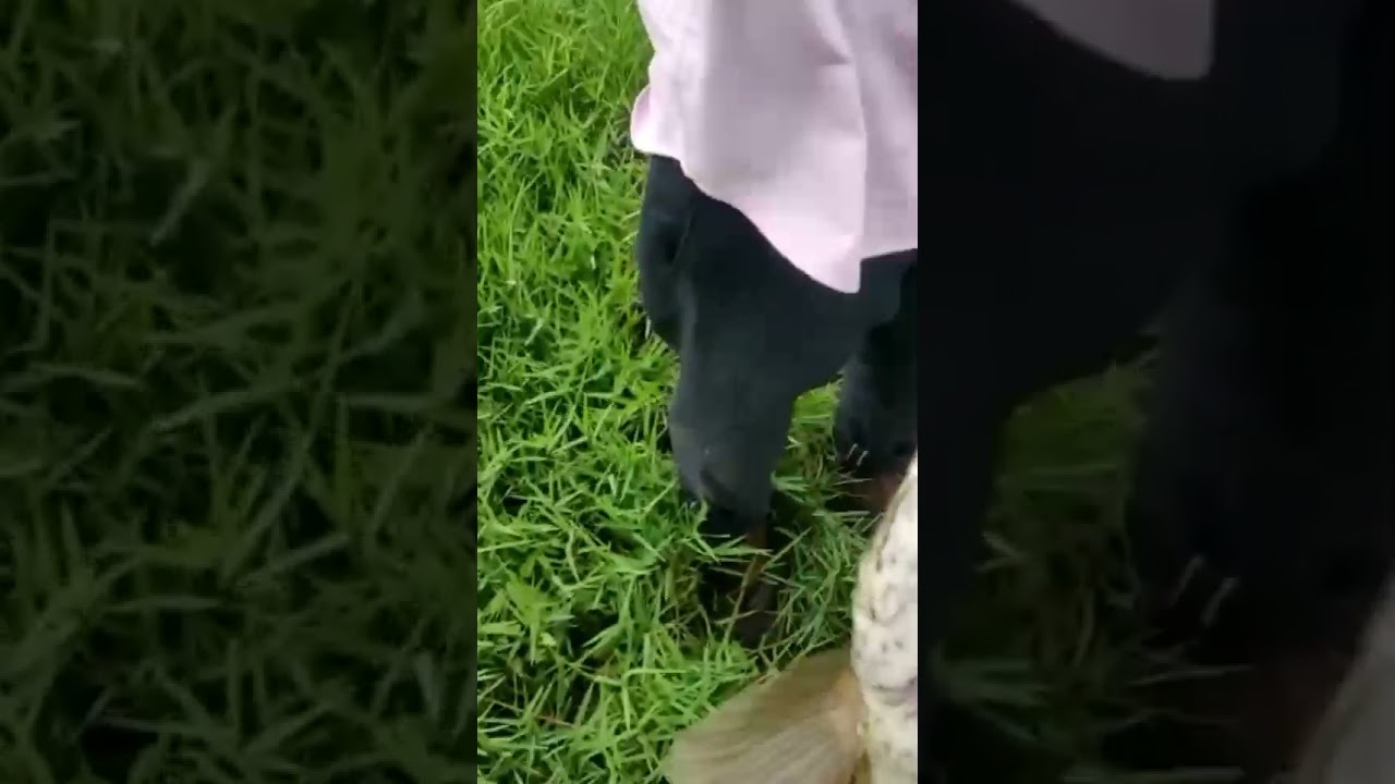 🐸Murrel fish attrack on yellow 🪝👍🐡🐠 frog 🐸#murrel##