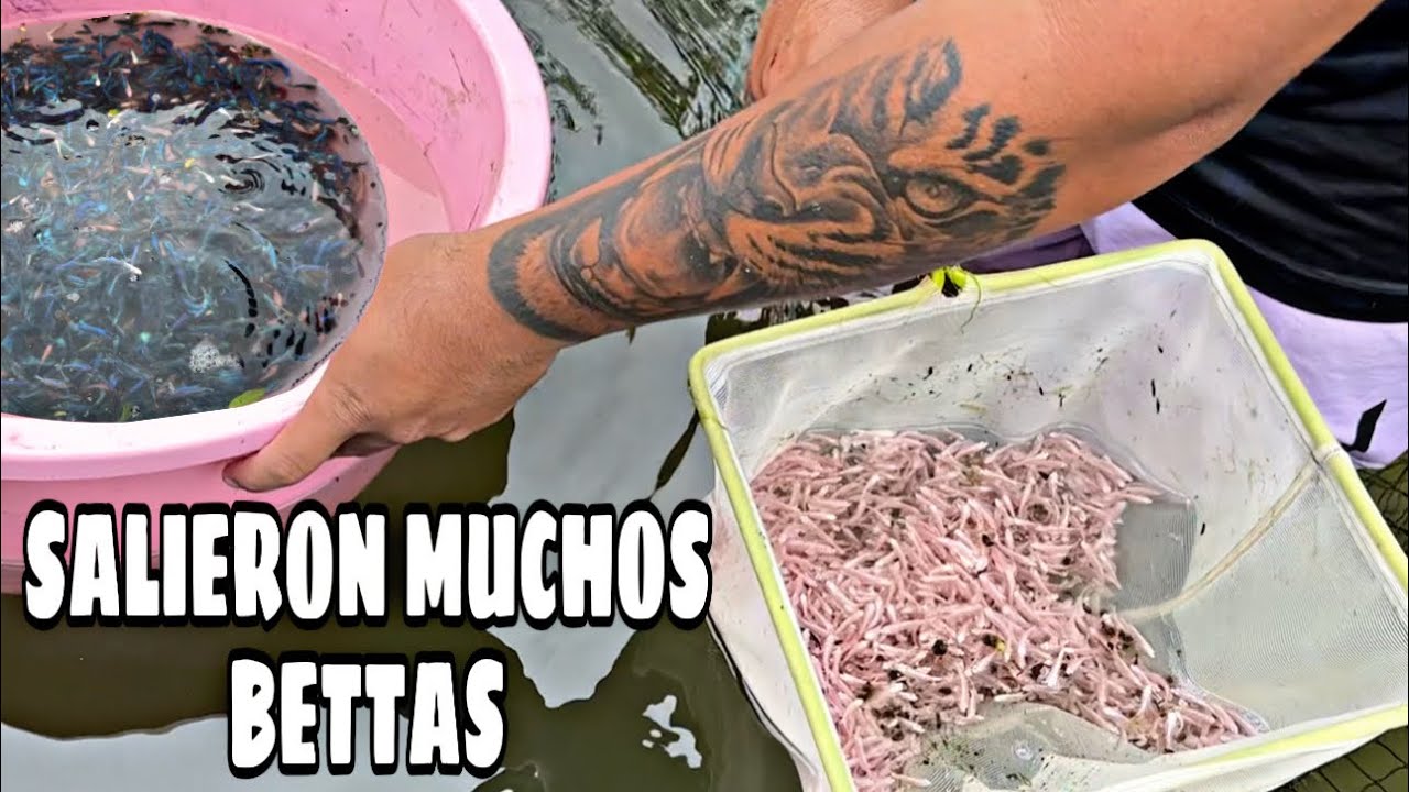 JUNTAMOS 2 TINAS DE BETTAS EN UN SOLO ESTANQUE - Zaca Bettas