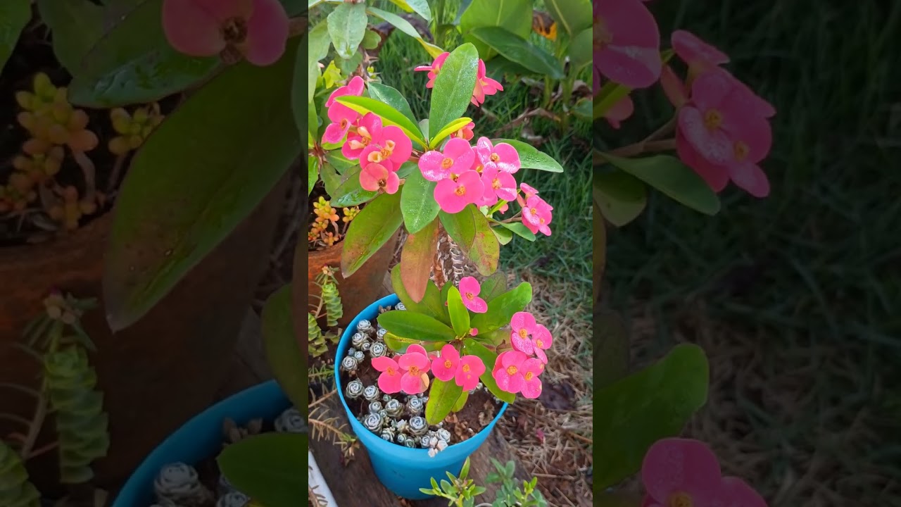 #lindas plantas e flores  #@dona flor e família 🙏🏽#deixe seu like 👍🏽#inscreva-se 🌹🙏🏽