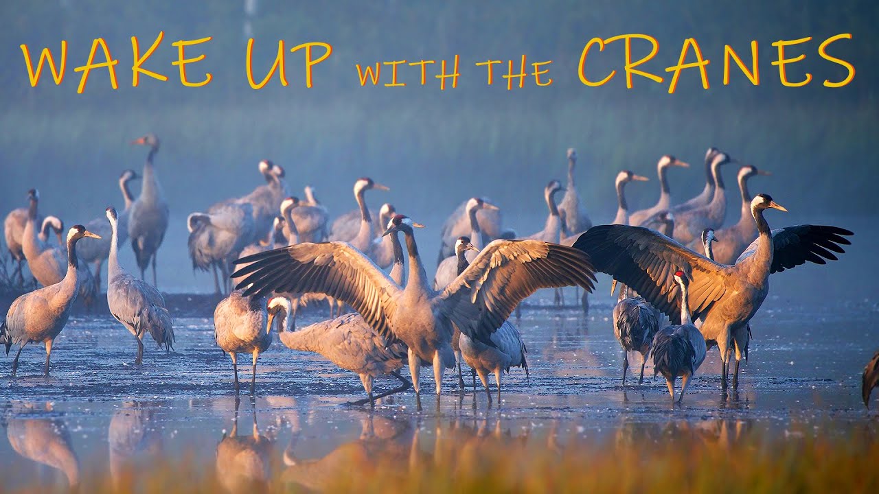 WAKE UP with the CRANES. Bird sounds at sunrise - the best music for relaxation