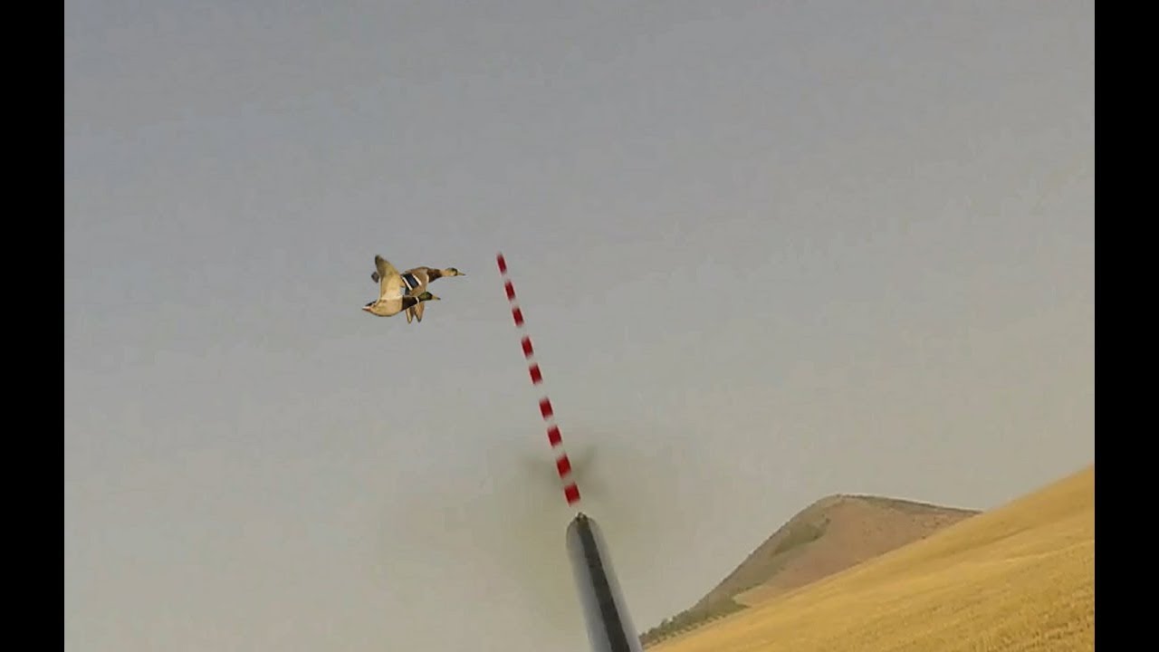 Apprendre le Tir &agrave; plusieur distance , Chasse Doubl&eacute; de Canard &agrave; un seul coup