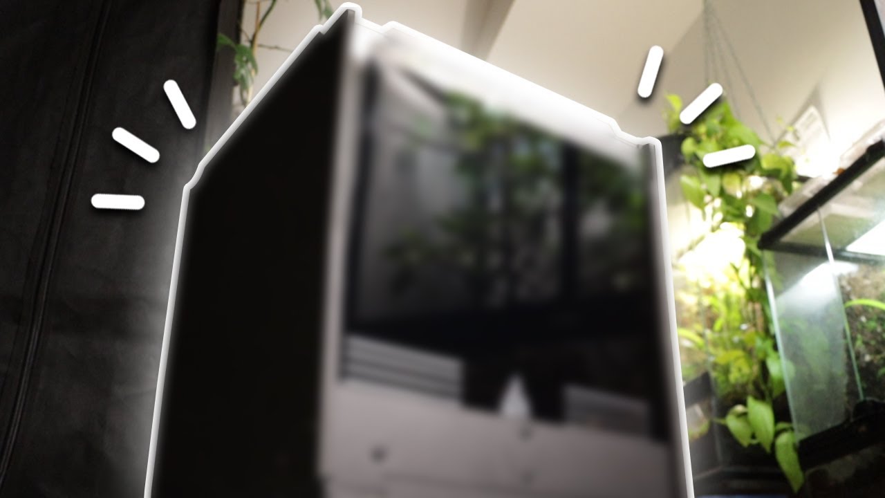 Je découvre une nouvelle marque française de terrarium ! (+ j'annonce une nouvelle espèce)