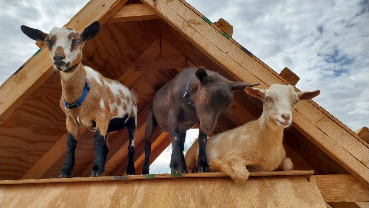 What It's Like Being The New Goat