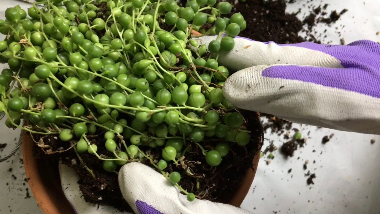 How to Repot a String of Pearls Succulent