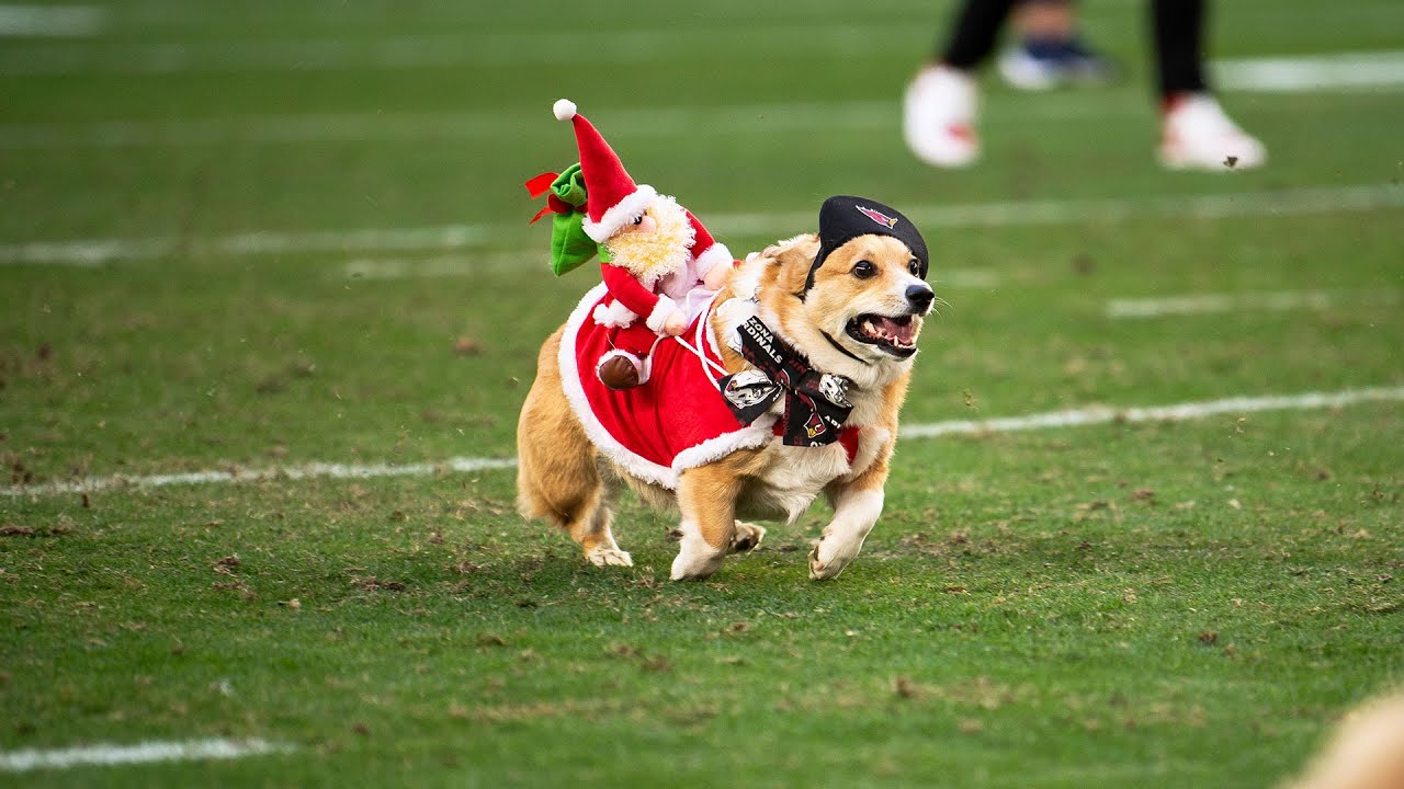 Corgi Race Take Over Cardinals Halftime