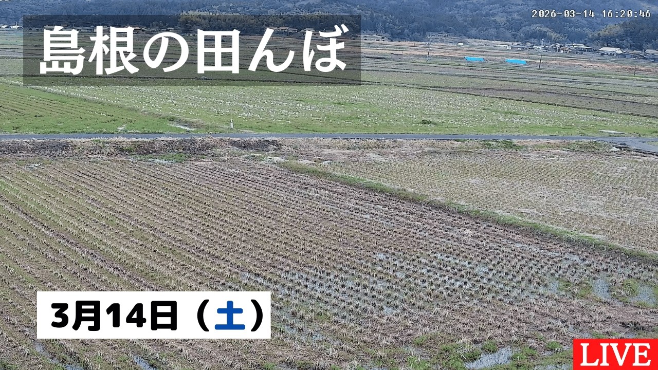【2026/3/14】田んぼの様子をライブ配信！２４時間いつでも確認できます！｜自然 田舎 緑 癒し 島根県 八なお米穀店（はなお）