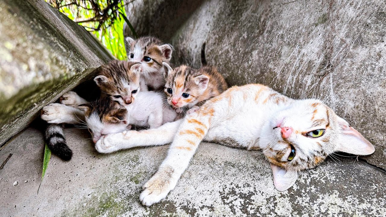 From Despair to Hope: Rescuing Trapped Kittens & Their Mother in Crisis | LTT Animal - Rescue
