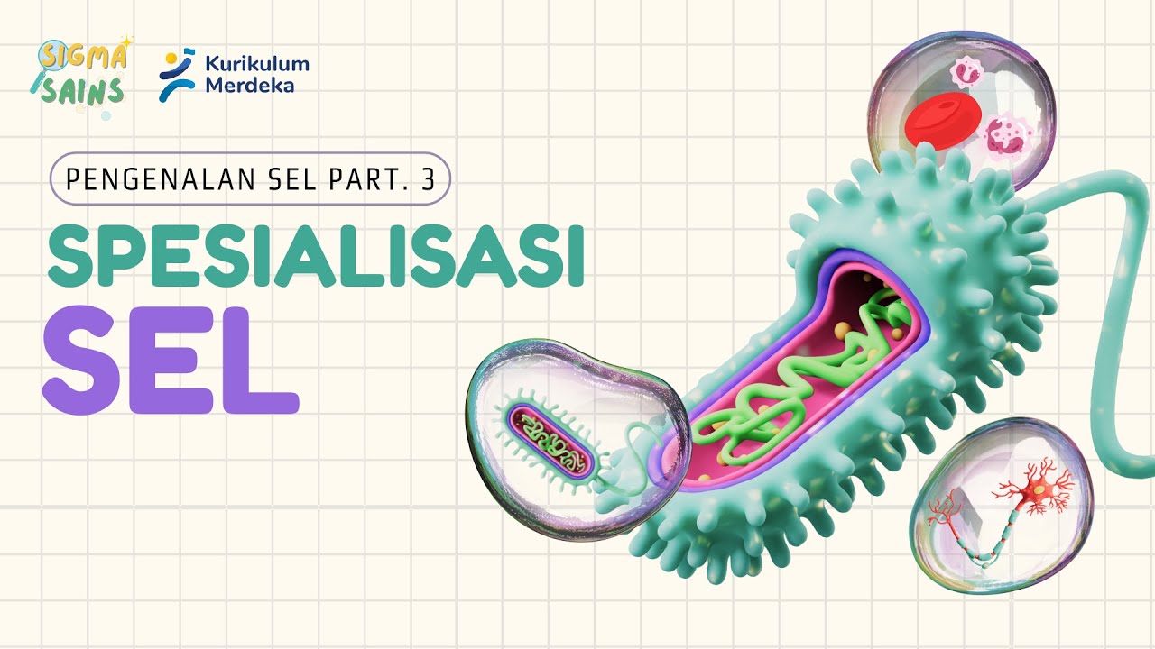 Pengenalan Sel: Spesialisasi Sel | IPA SMP Kelas 8 Kurikulum Merdeka (Part 3)