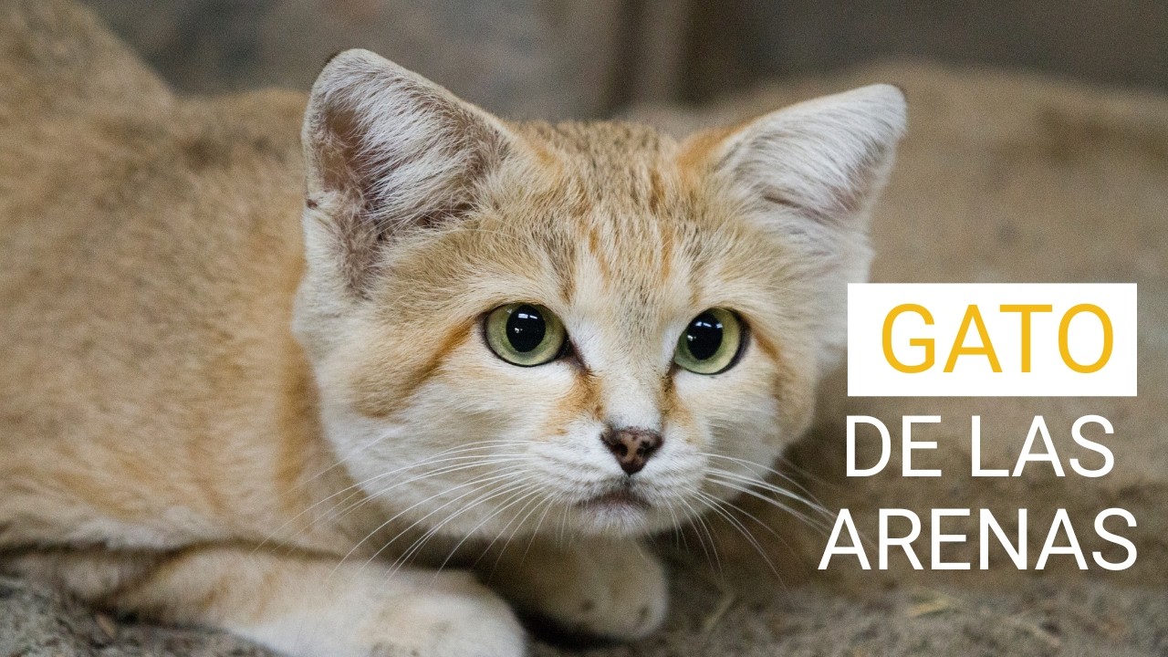 El gato que parece un cachorro toda su vida