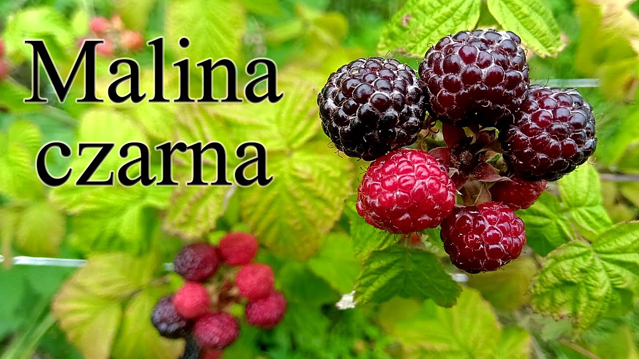 Ogrodowe pierdamony 68 - malina czarna - owocowanie