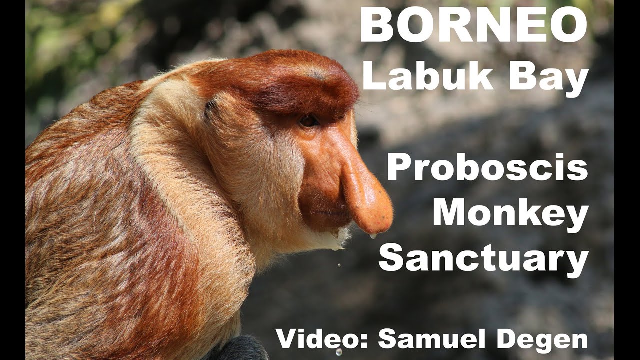 BORNEO | LABUK BAY | PROBOSCIS MONKEY SANCTUARY