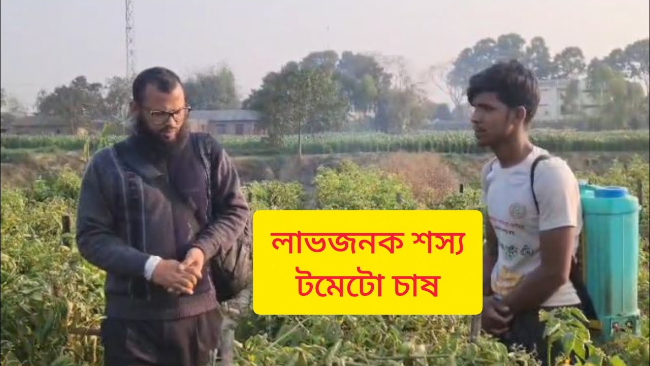 টমেটো সারাবছর চাষ উপযোগী একটা লাভজনক সবজি।চারা সহ যেকোন পরামর্শে-01842080638।দিনাজপুর। 