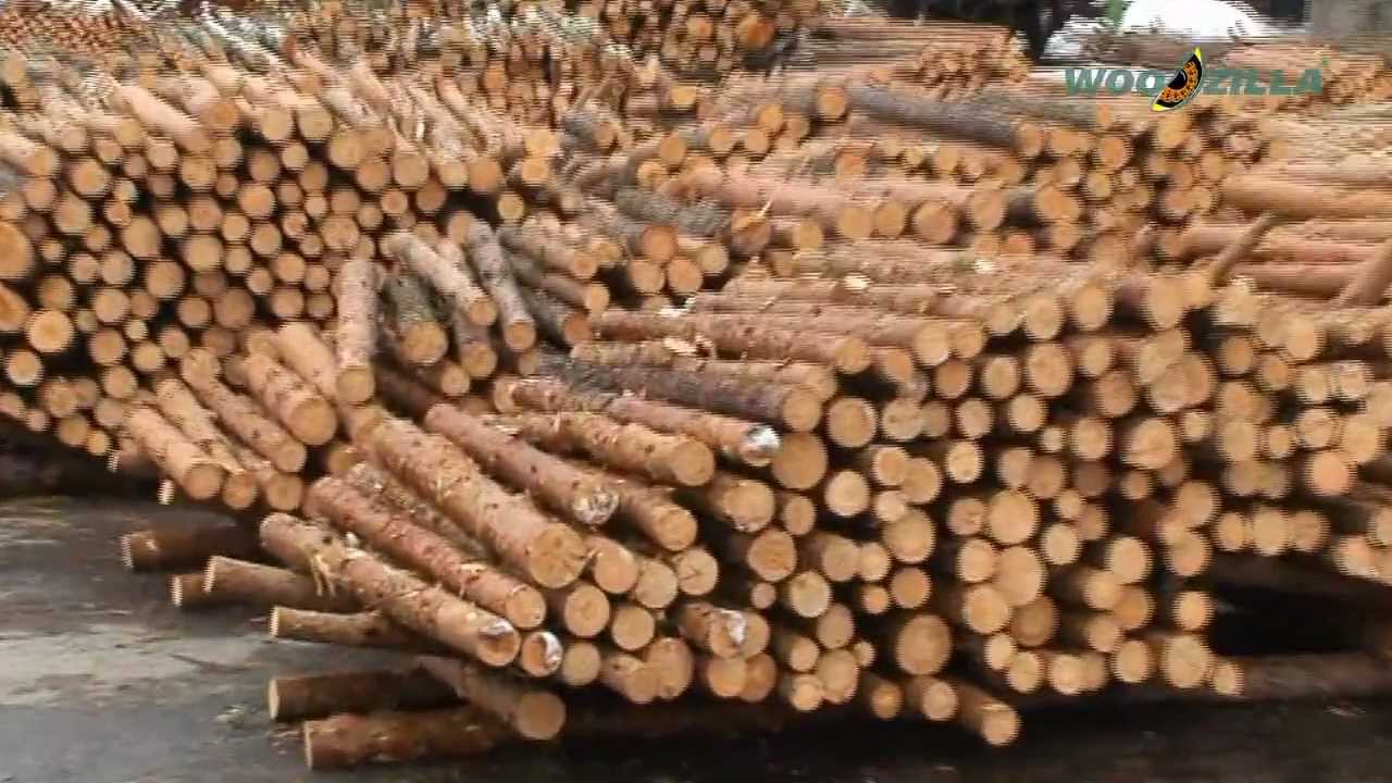 WOODZILLA -  pine round wood logs - rudstoyka