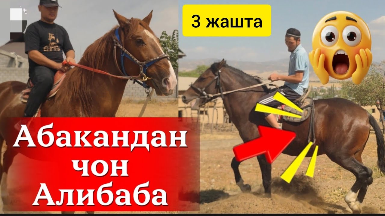 Алибаба аркандай Европа менен тенешем жарышам салышам 