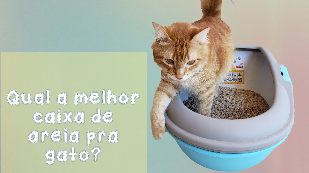 Qual a melhor caixa de areia para gato?