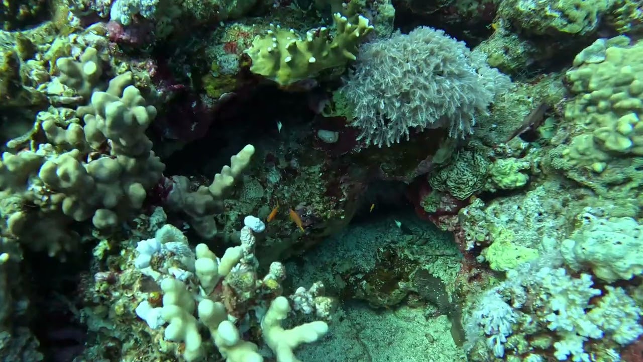 Thomas Reef Red Sea 2024 dive 12