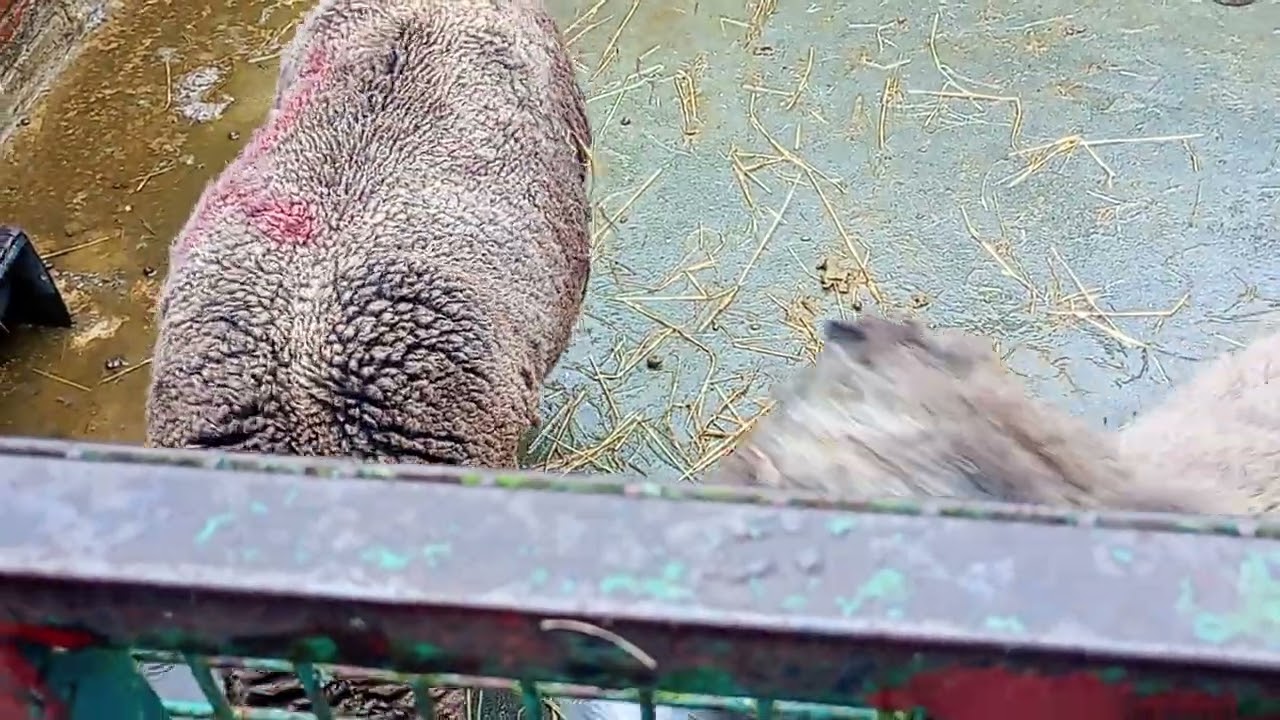 Baby goats and big sheep Rice Lane farm, really hope they save it 🐐🐐🐐🐐🐐