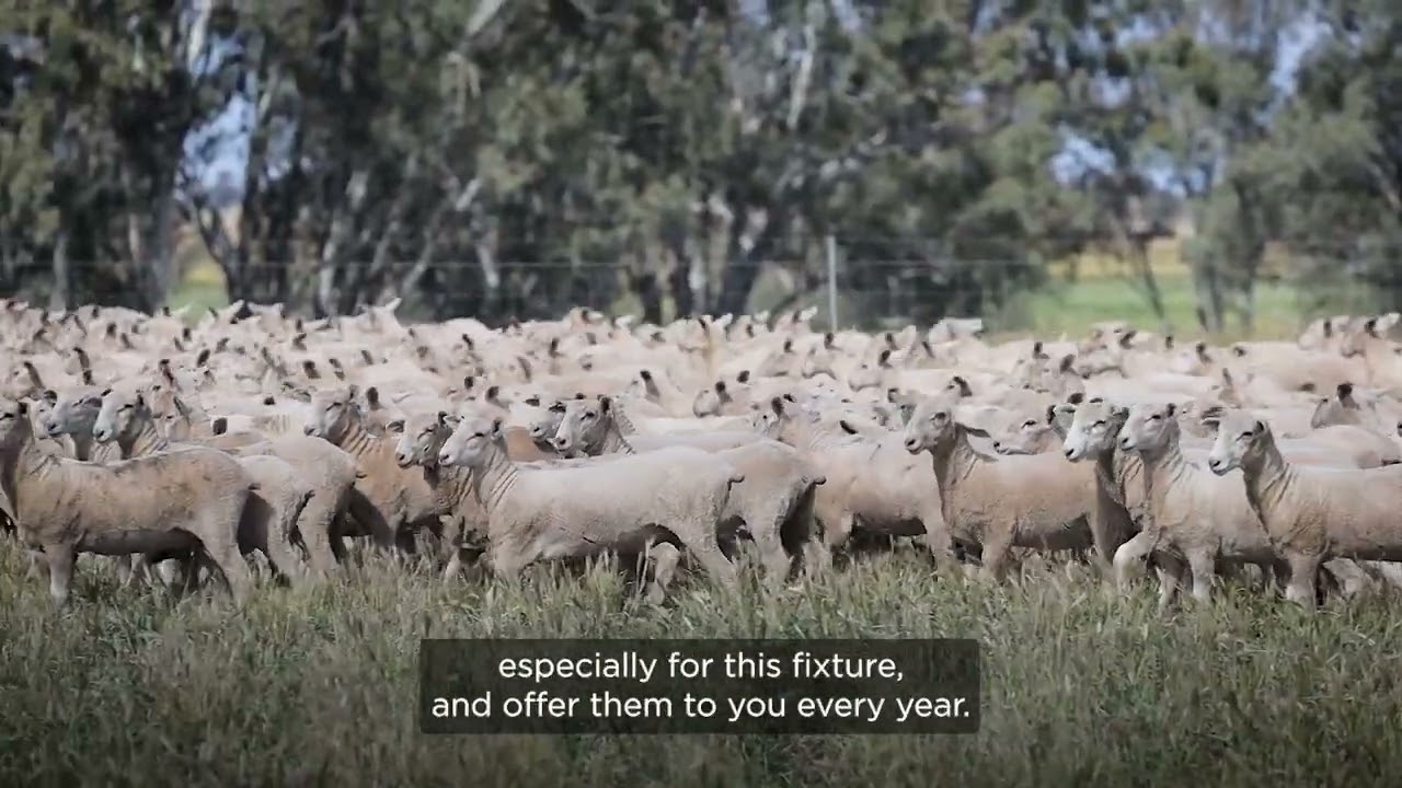 2024 Blue Ribbon First Cross Sheep Sale
