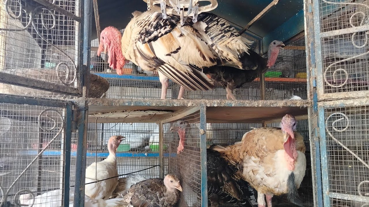 mashallah aaj hamari shop per a gaye Turkey Kafi sare 🦃🦃🦃🦃🦃🦃🦃🦃🦃🦃🦃🦃🦃