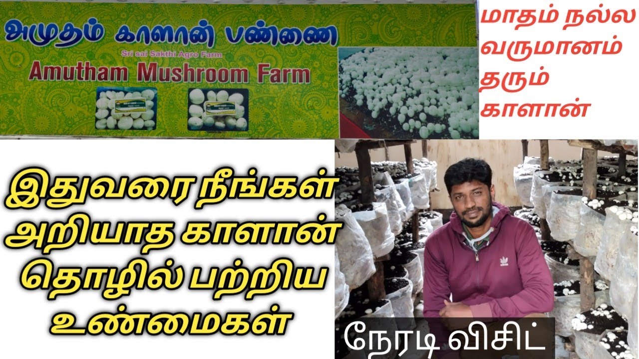 Mushroom wholesale ooty / ஊட்டி காளான் மொத்த கொள்முதல் நிலவரம் / ooty business vlog 1