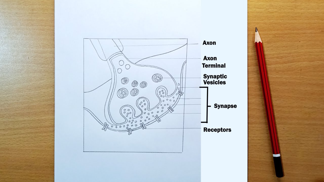 axon terminal and synapse diagram drawing || how to draw axon terminal and synapse diagram