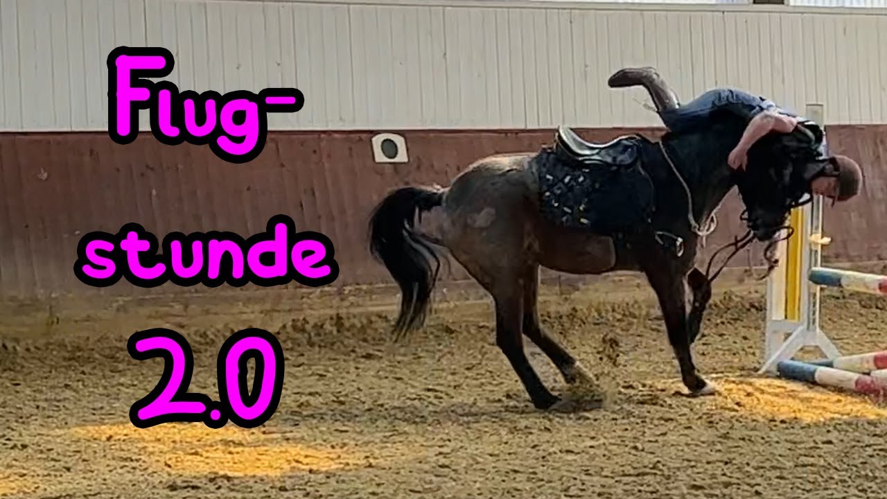 Flugstunde statt Springstunde 🤣🦄 Im Flug Abtrensen