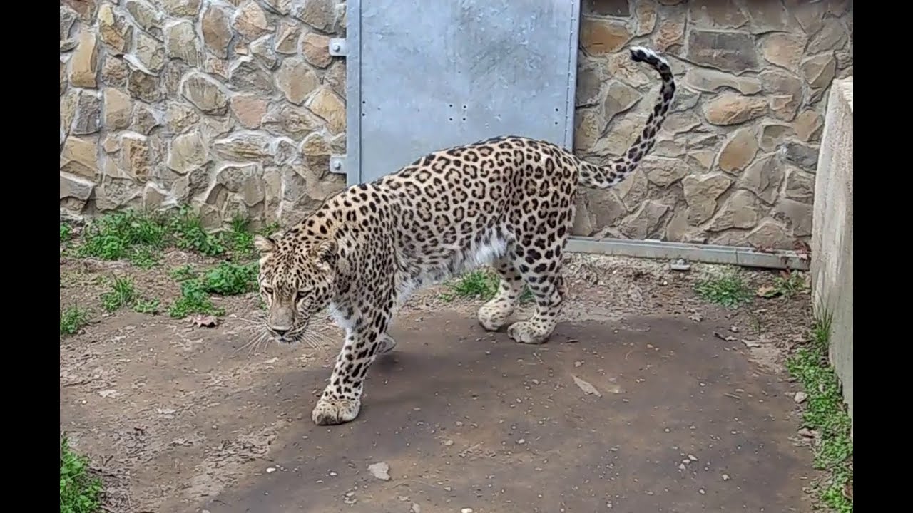 Nyíregyháza Zoo April 2025