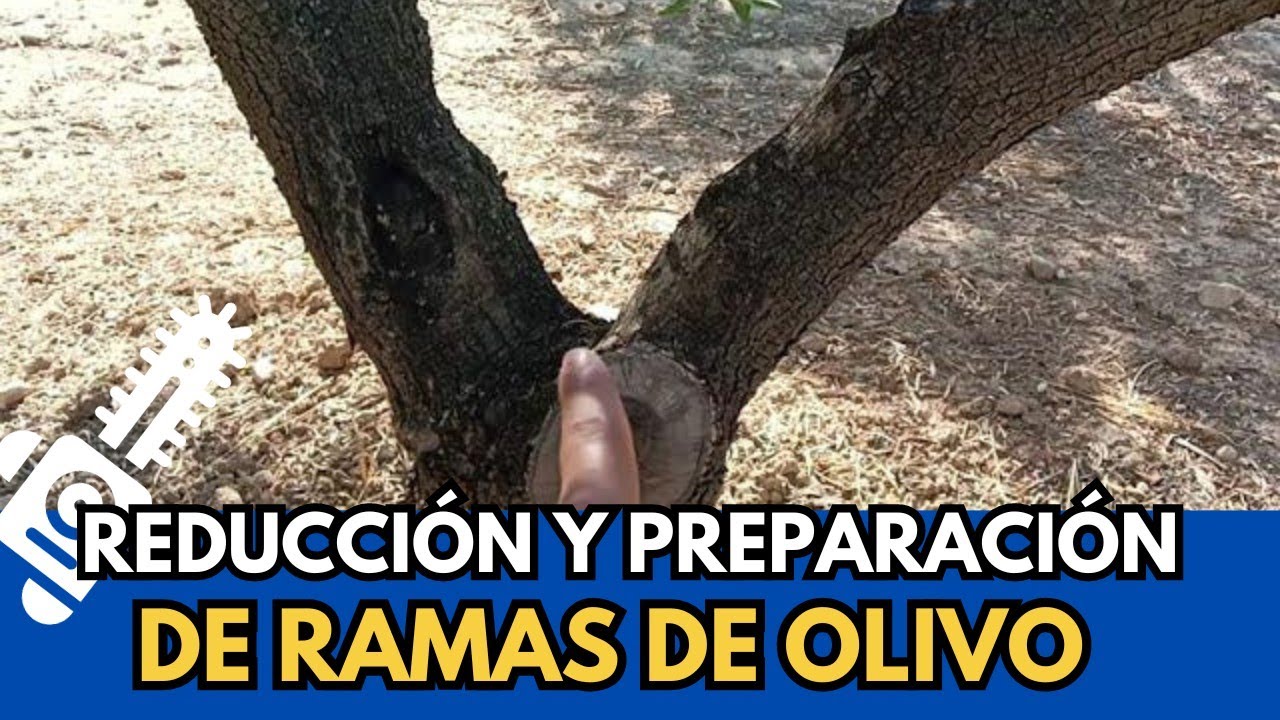 Poda de reducción y preparación, resultados. Olivar picual de treinta años de secano en Córdoba.