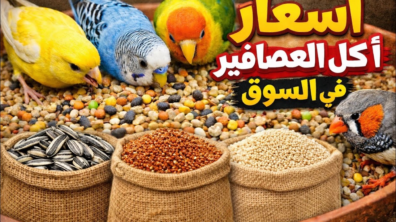 اسعار اكل العصافير من السوق وخصم لمشتركين القناه 