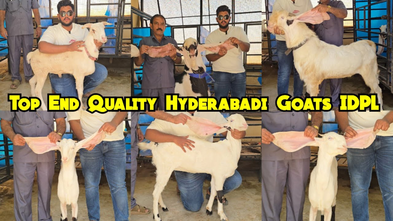 Top Quality Hyderabadi Bakre | Gym Akbar Bhai Ka Bakra | Gulabi Hyderabadi Goats Available in IDPL