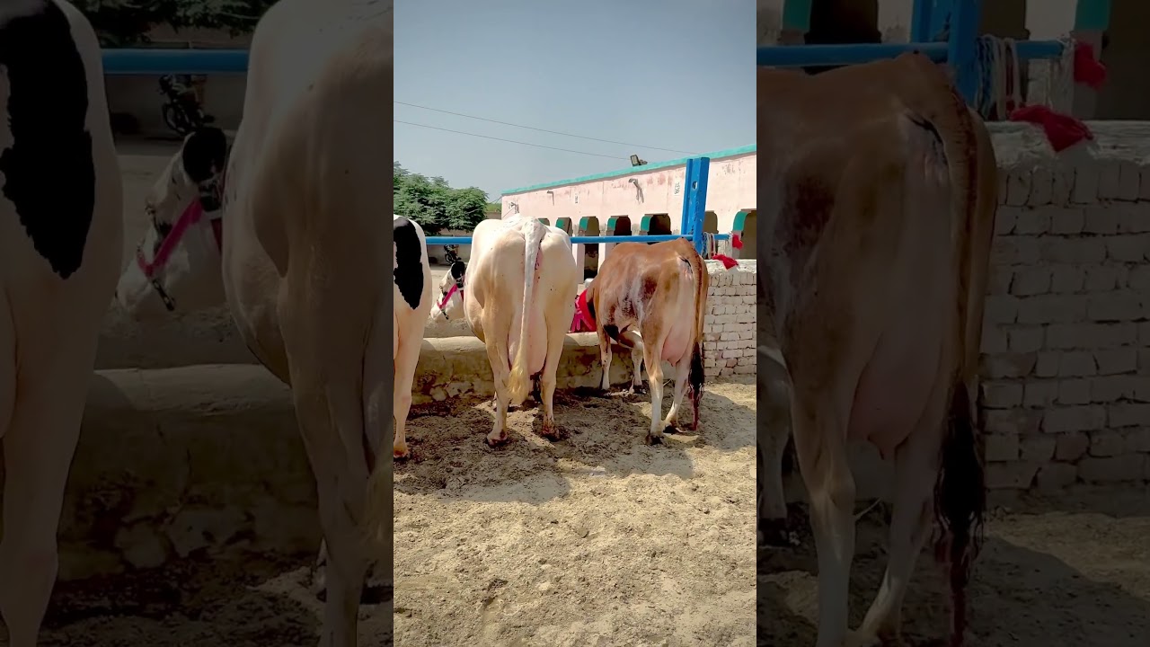 Mashallah Baloch Dariy farm Top Jersey Cow For Sale #cow #cowfarm #cattlefarm #dairyfarm