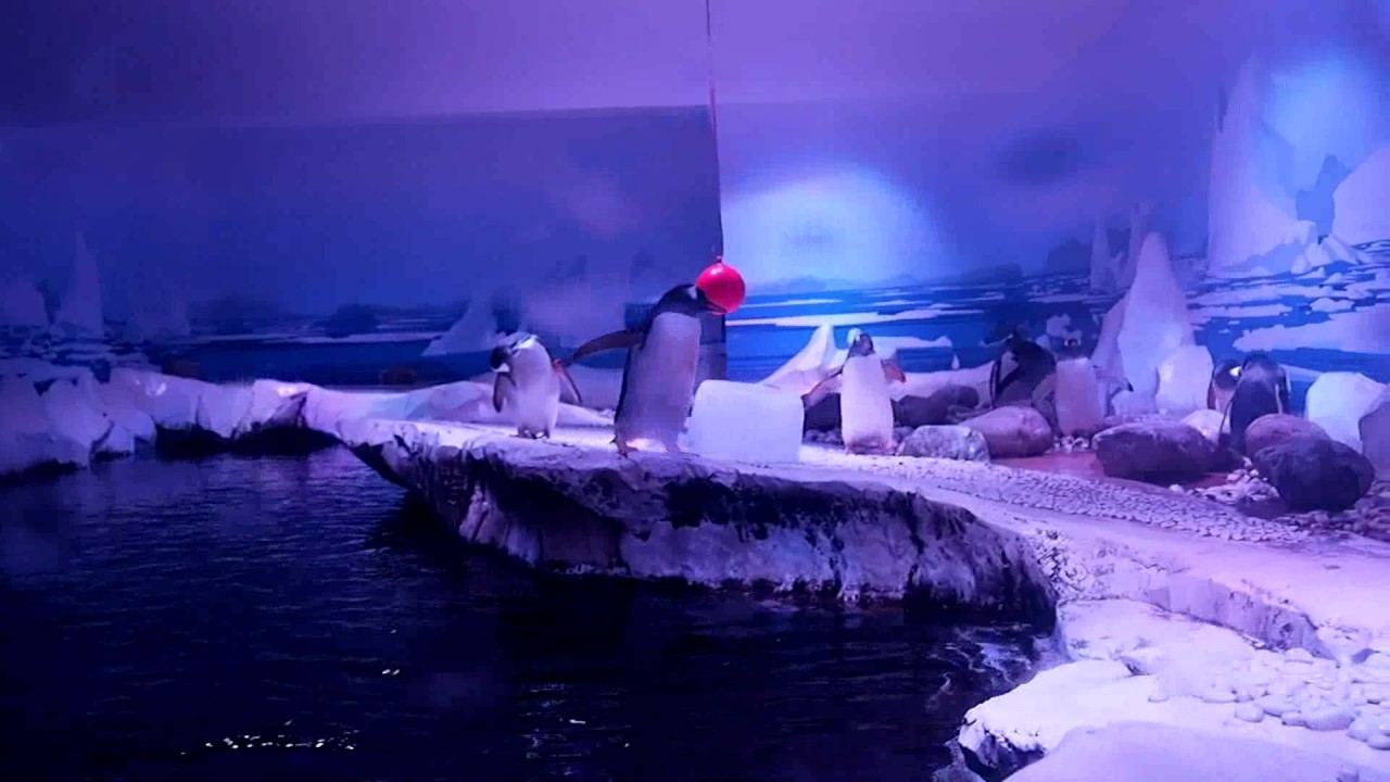 SEA LIFE - London Aquarium - Gentoo Penguin