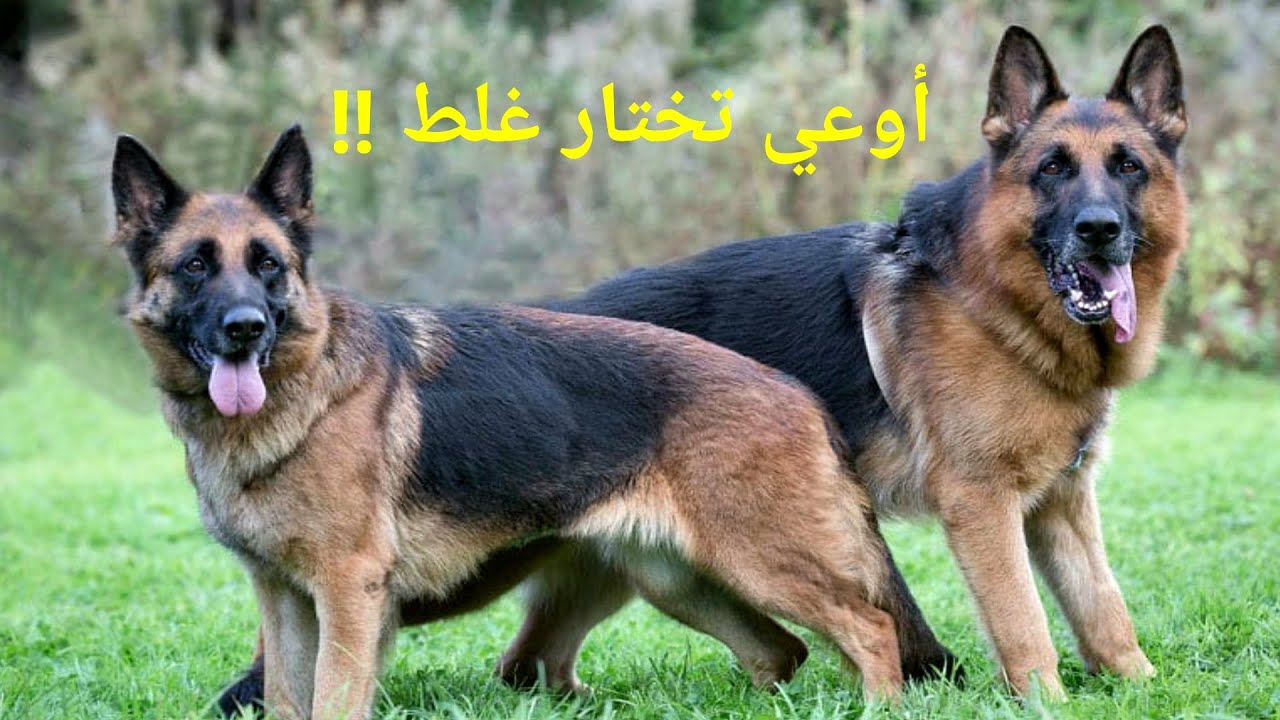 اشتري الكلب ذكر أم أنثي وأيهما أفضل في الحراسه ؟!