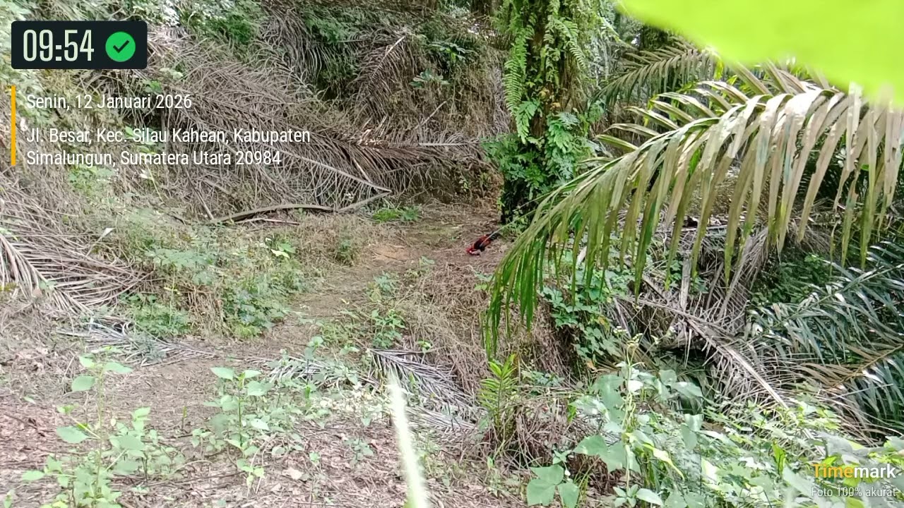 Ayam hutan nya tak berani datang