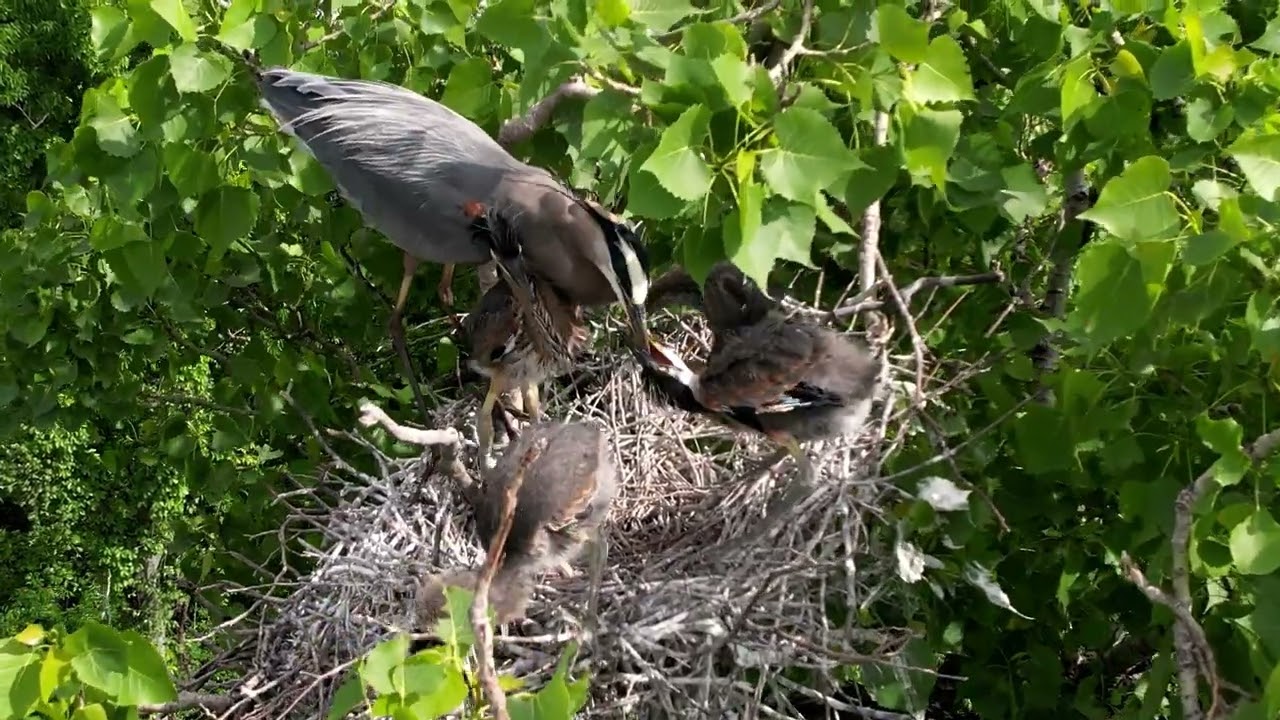 Great Blue Heron Nest #1