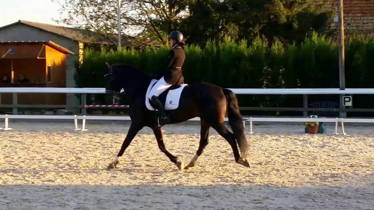 Reprise Dressage Amateur 2 B (C4)