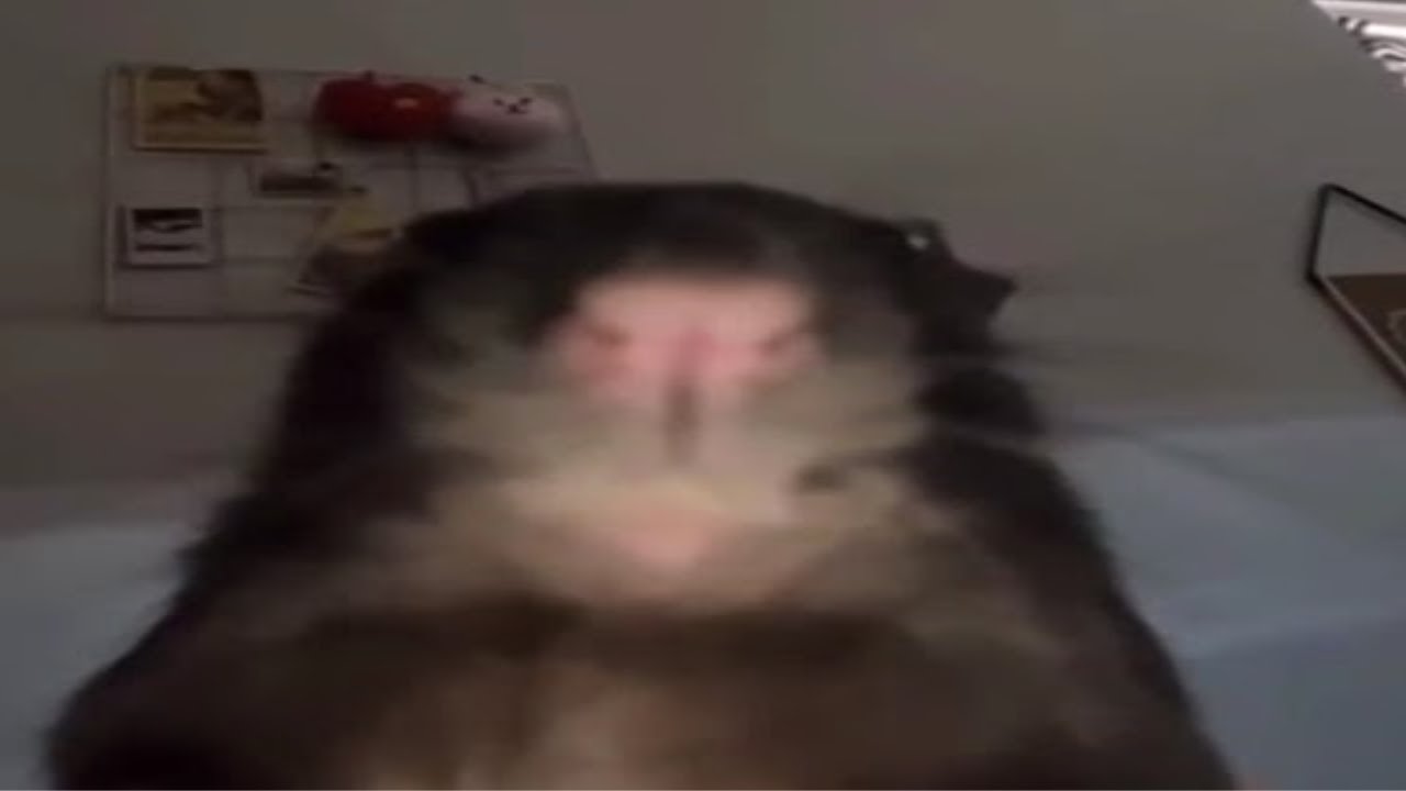 Top 5 Rat