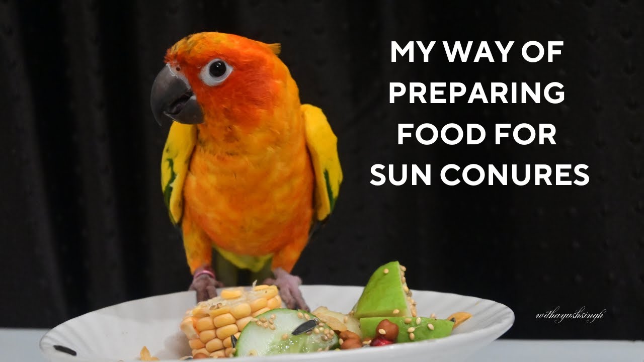 Preparing a Healthy Meal for My Sun Conures
