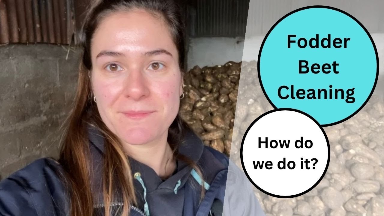 BECCA FARMS: Ep 10 - Cleaning fodder beet, sheep turnout and redecorating results