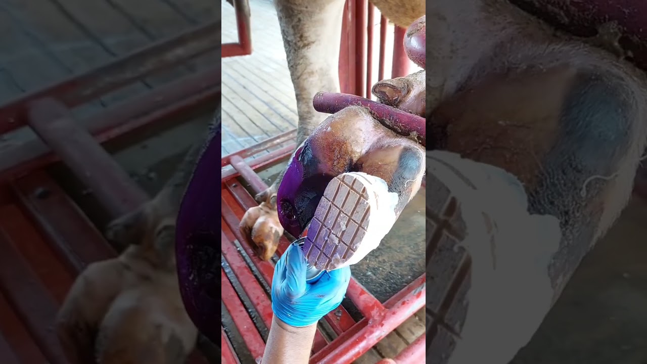 Poor lame cow | Relief pain in #hooftrimming #dairycows #satisfying