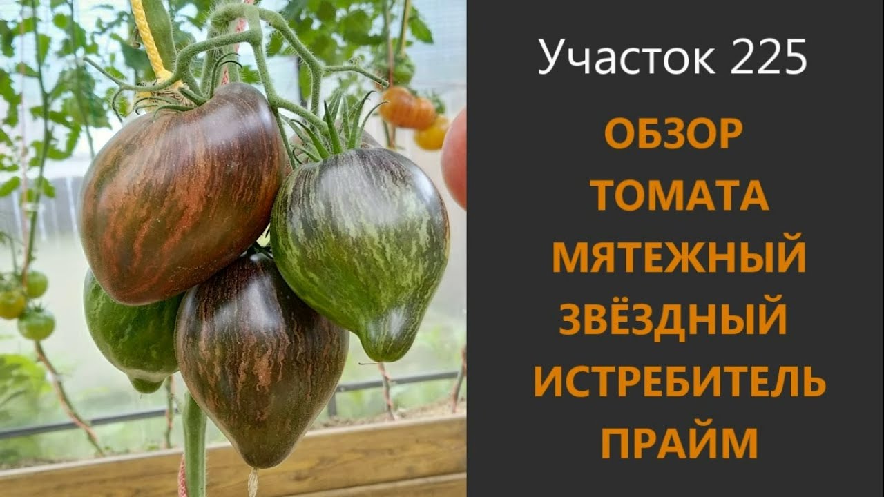 Томат Мятежный звездный истребитель Прайм. Для эстетов и гурманов!