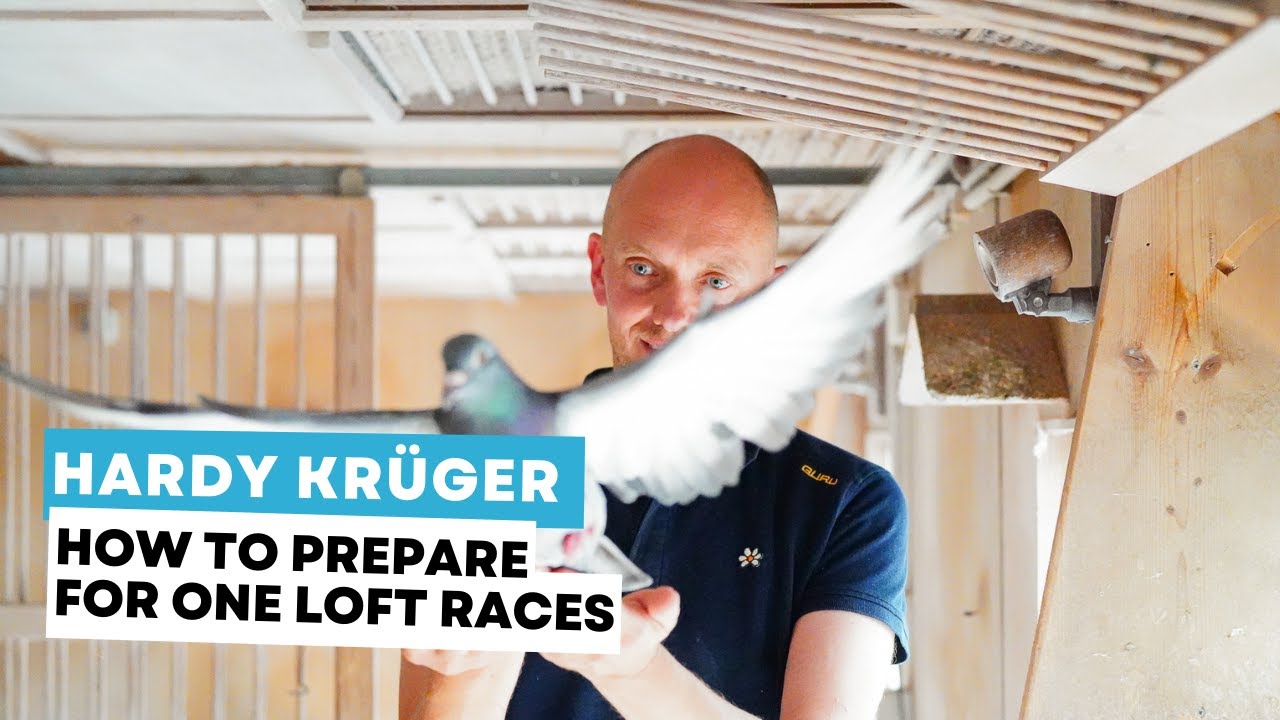 How does Hardy Krüger prepare for one loft races?