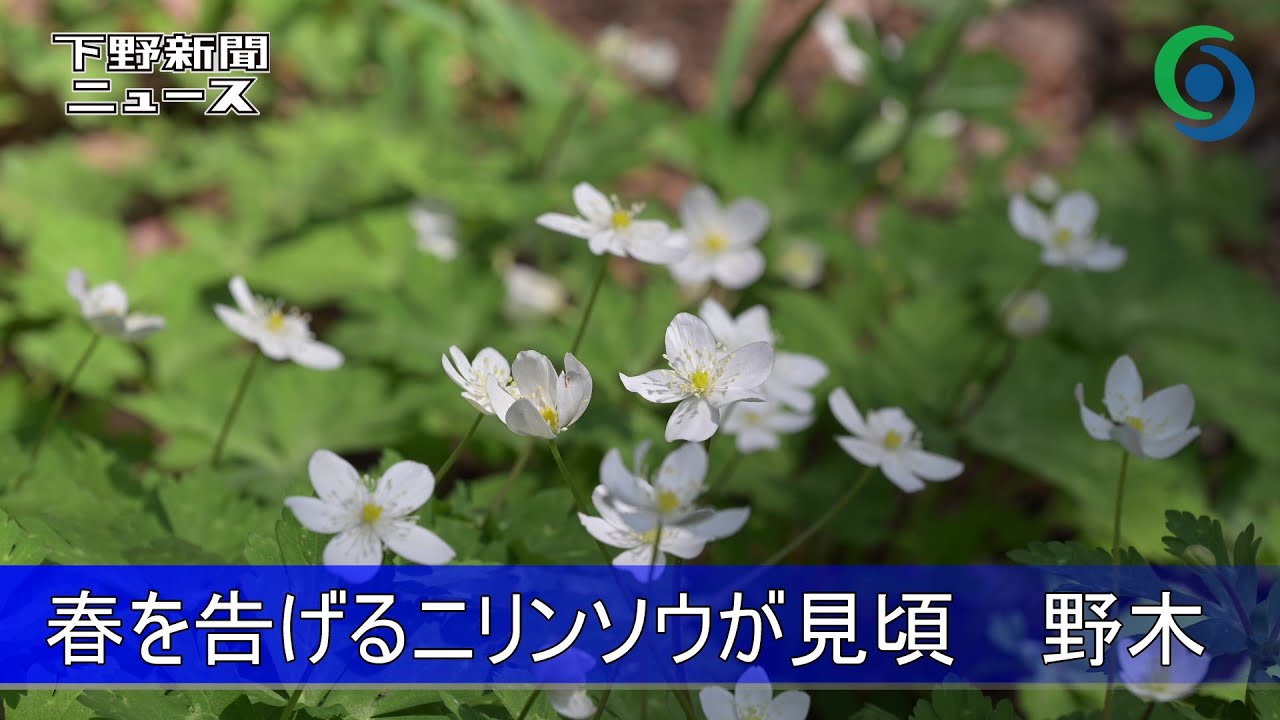 春を告げるニリンソウが見頃 野木　野木神社
