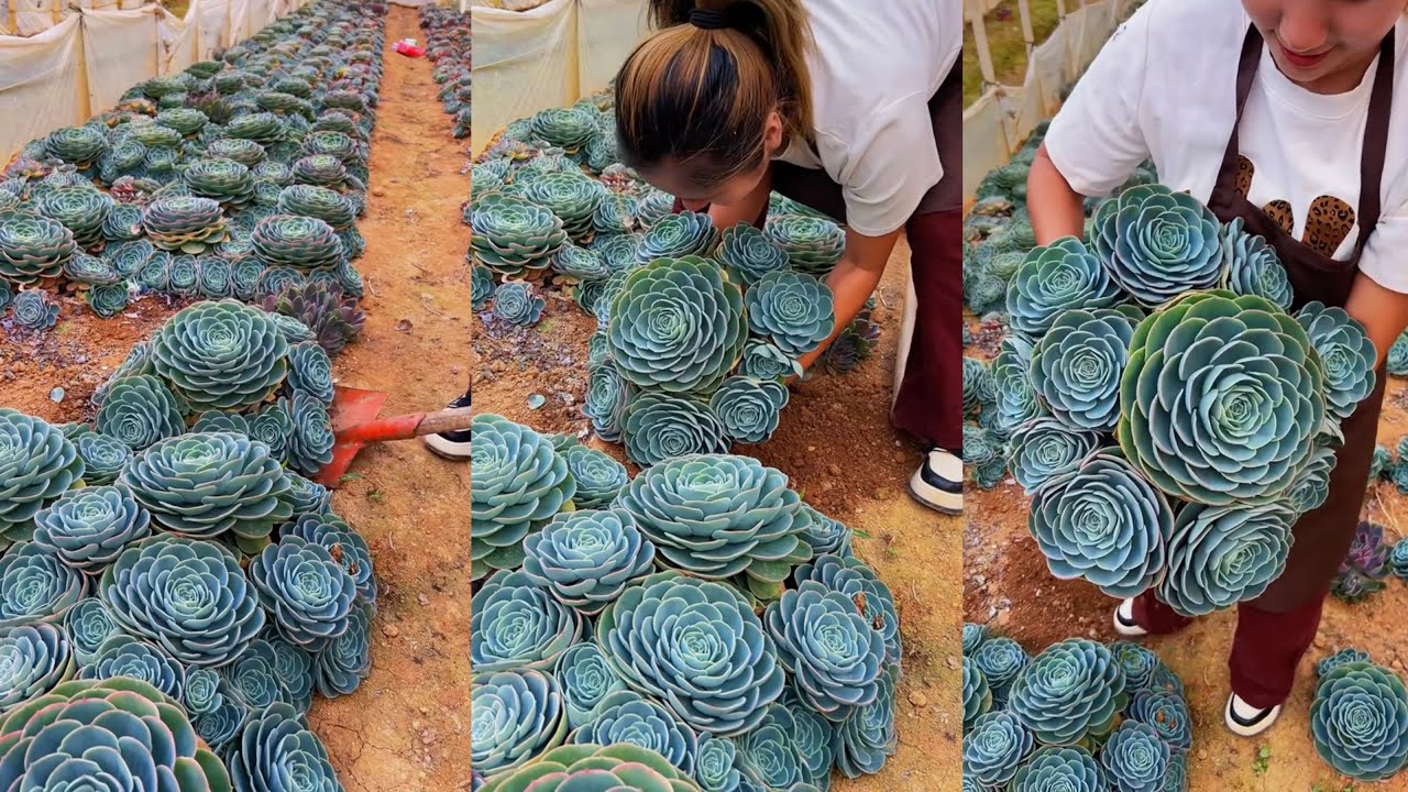 HARVEST Your Succulents Like a Pro! | 다육이 | 多肉植物