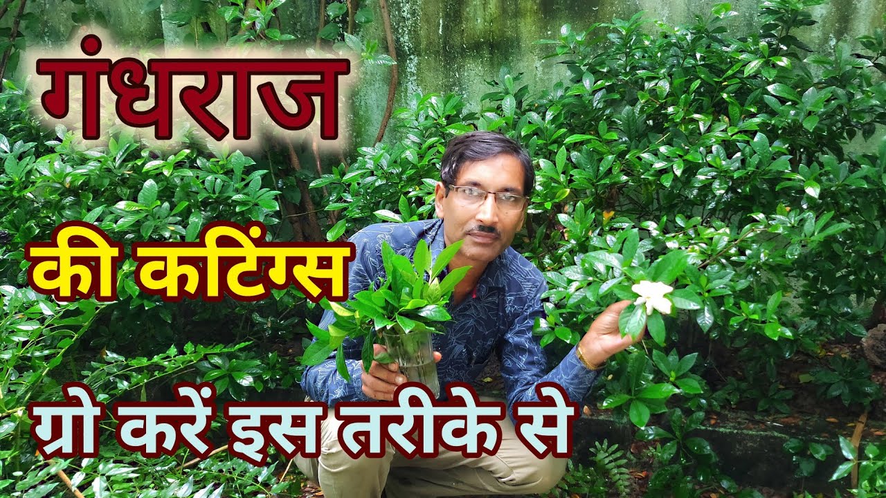 गंधराज की कटिंग्स ग्रो करें इस तरीके से /  Grow Gardenia Cuttings in Water