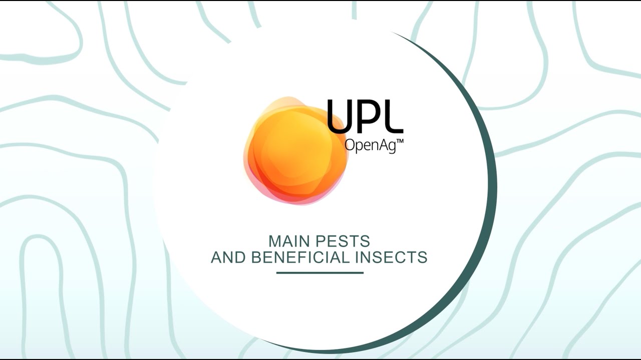 Ravageurs et insectes utiles principaux Motion design #2