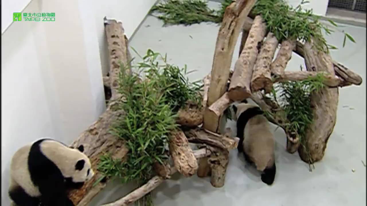 臺北市立動物園_大貓熊_團團圓圓在臺灣 Giant Pandas at Taipei Zoo
