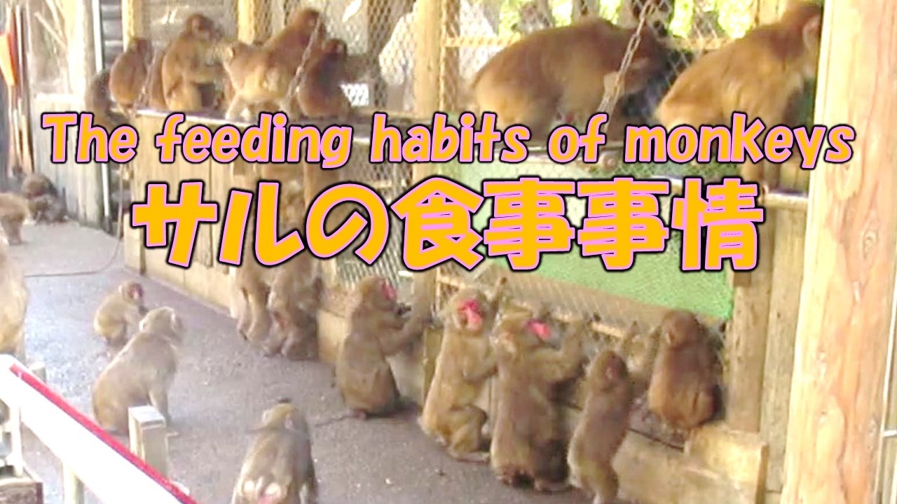 サルの食事事情 The feeding habits of monkeys 葉ッピー動物園2243 淡路島モンキーセンター 兵庫県