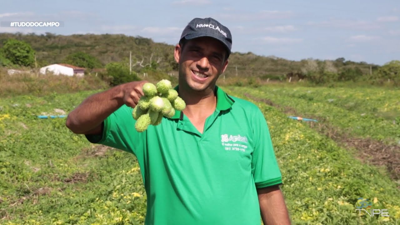 #EmAlta MAIOR PRODUTOR DE MAXIXE DO NORDESTE